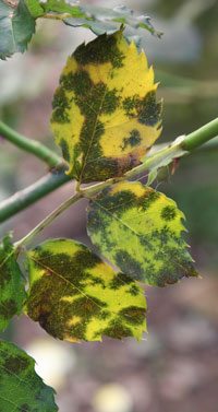 Black Spot on Roses - Causes and Cures