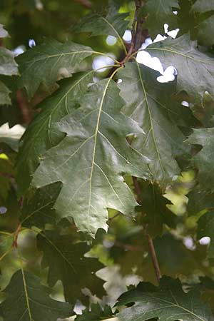 Quercus rubra or Red Oak - Nurseries Online