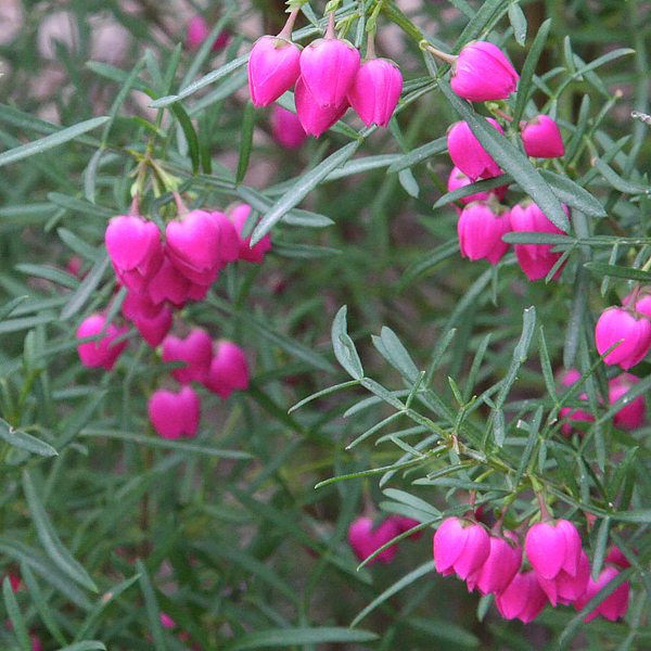 Boronia Plants - and Growing Notes | Nurseries Online