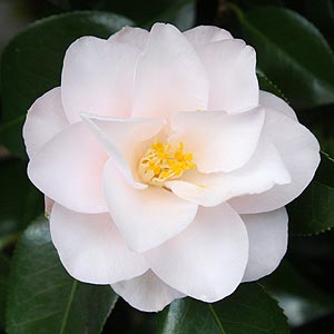 Camellia magnoliaeflora - Nurseries Online