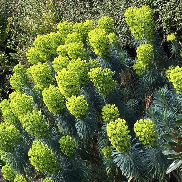 Euphorbia Varieties and Care | Nurseries Online