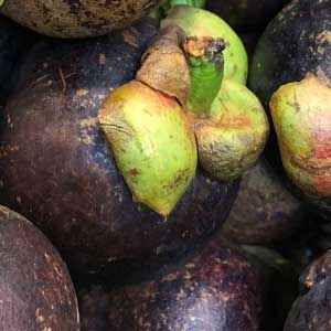 Mangosteen Trees 'The Queen Of Tropical Fruits' - Nurseries Online