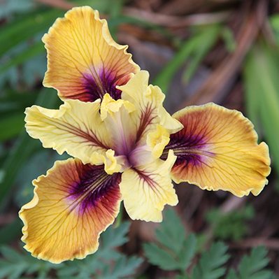 Pacific Coast Iris - The Californian Iris | Nurseries Online