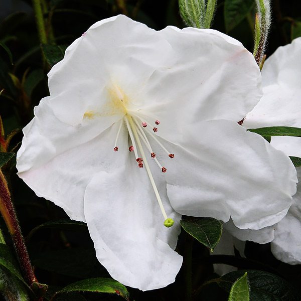 Rhododendron Fragrantissimum A Fragrant Rhododendron Nurseries Online