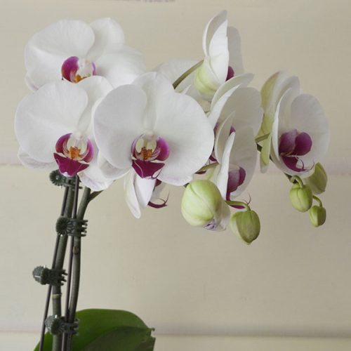 How to Use Orchid Flower Spike Clips - Nurseries Online