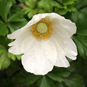 Anemone sylvestris The Snowdrop Anemone | Nurseries Online