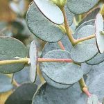 Eucalyptus gunnii - 'Cider Gum' | Nurseries Online