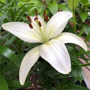 Dwarf Lilies for Garden and Container | Nurseries Online