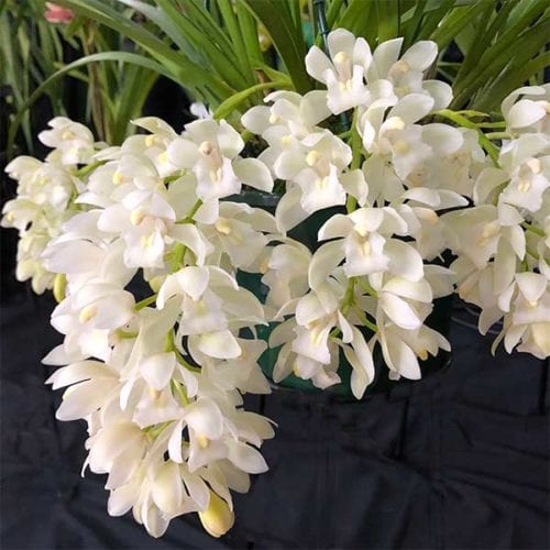 Cascading Cymbidium Orchids Miniatures Nurseries Online