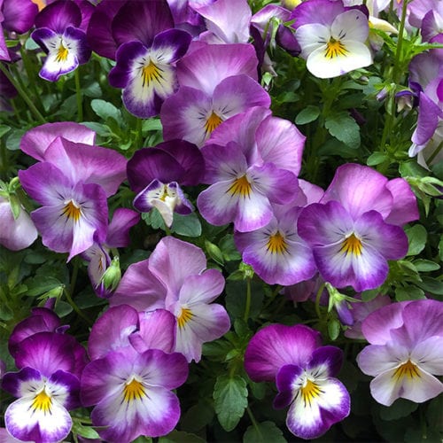 Viola flowers and plants. Viola odorata or Sweet Violet - NurseriesOnline