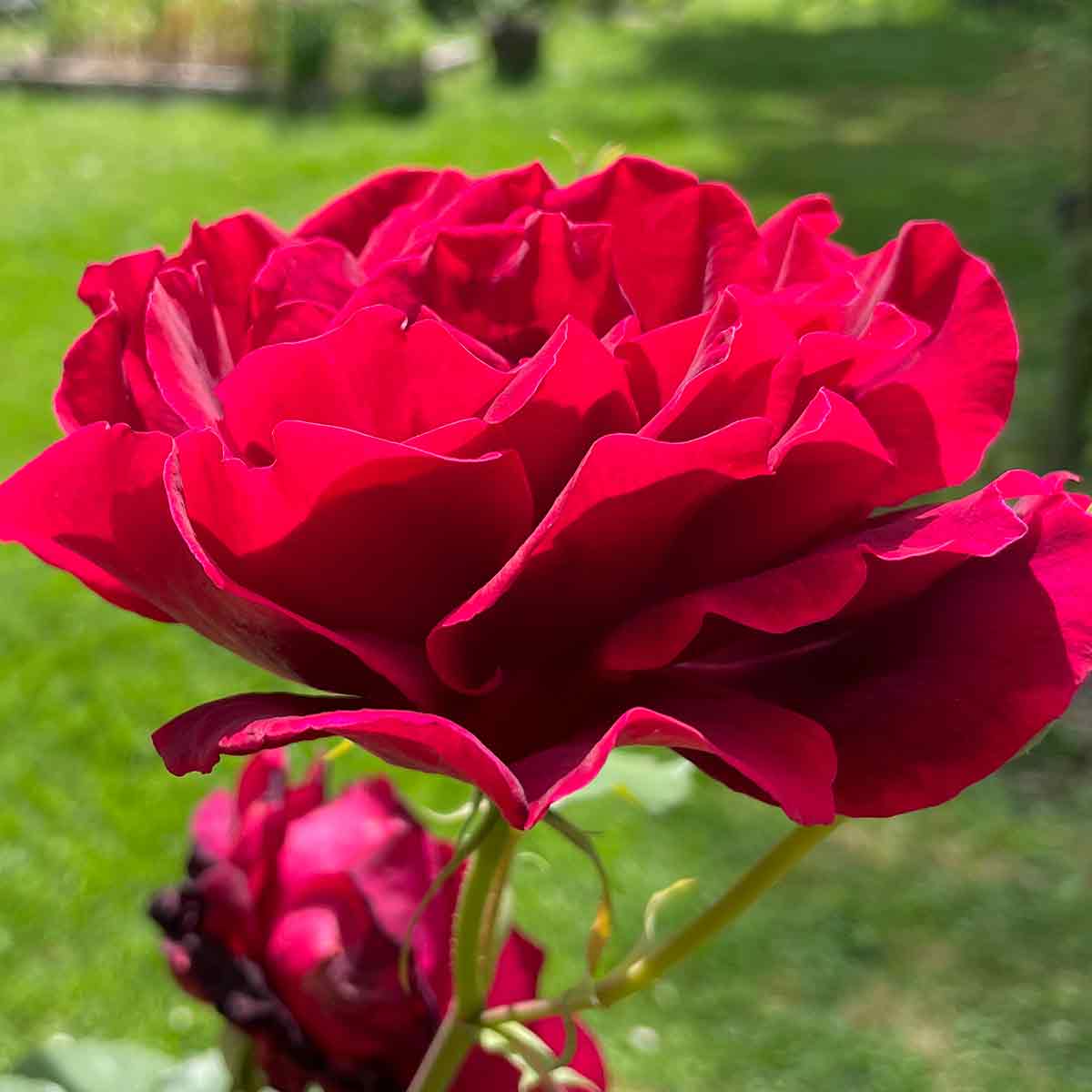 Papa Meilland Rose A Hybrid Tea Rose Nurseries Online