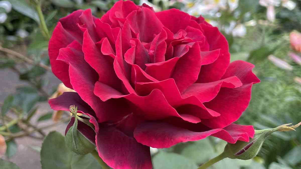 Papa Meilland Rose A Hybrid Tea Rose Nurseries Online