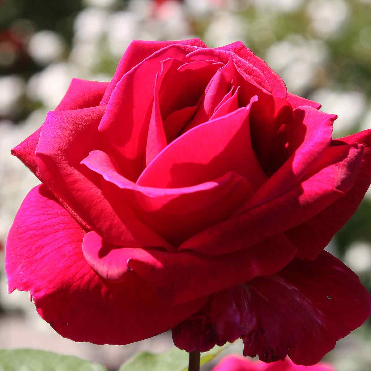 Mr Lincoln Rose Nurseries Online